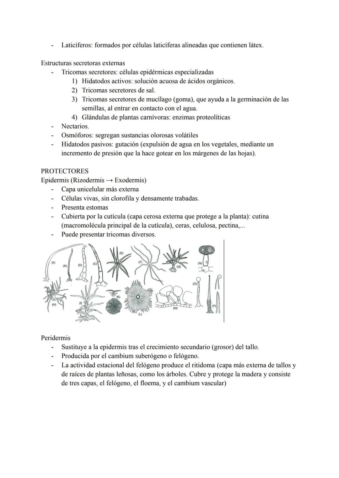 Tejidos vegetales: grupos de células con origen, estructura y funciones comunes. Según su
función encontramos:
Tejidos simples:
1) Meristemo