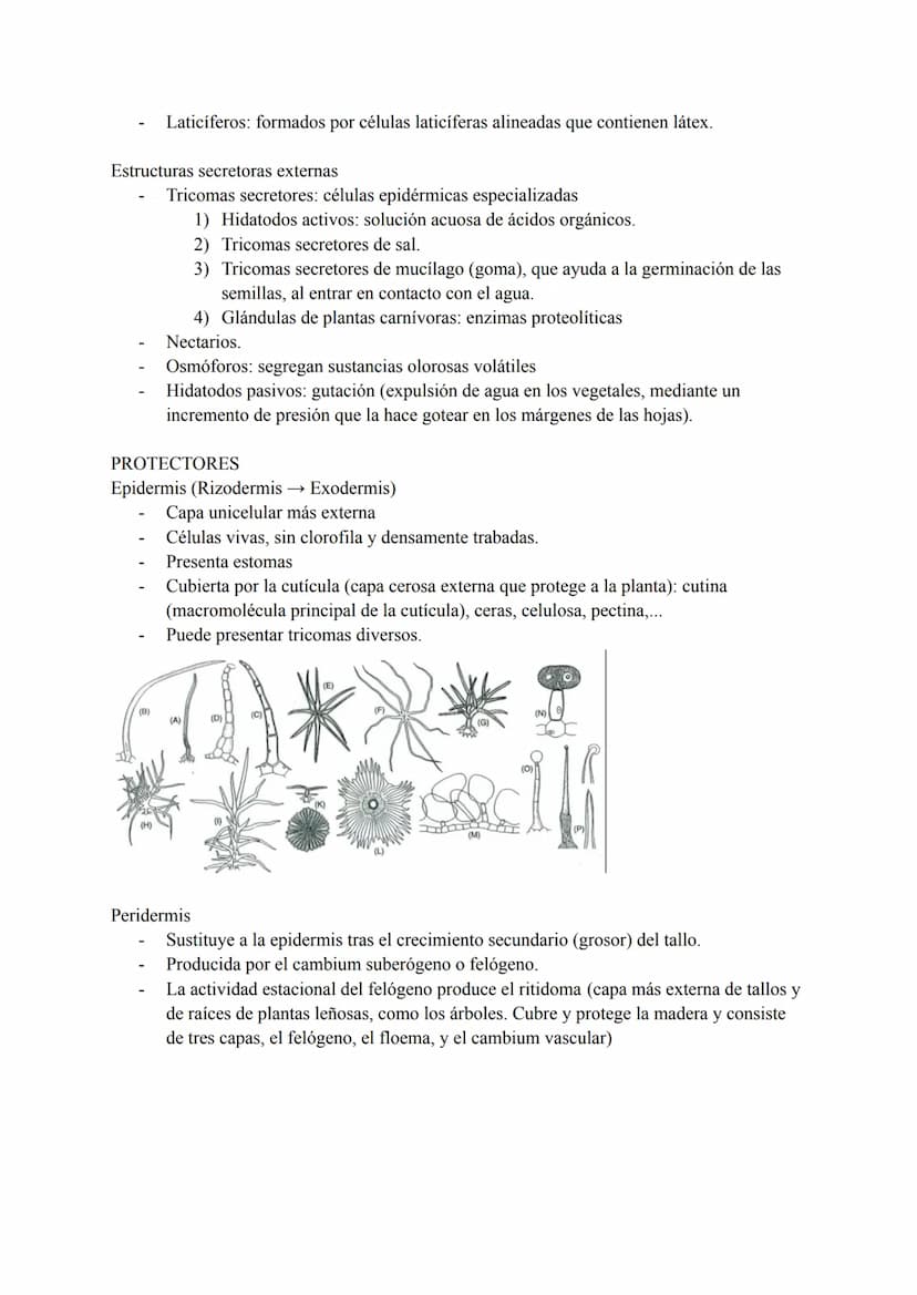 Tejidos vegetales: grupos de células con origen, estructura y funciones comunes. Según su
función encontramos:
Tejidos simples:
1) Meristemo