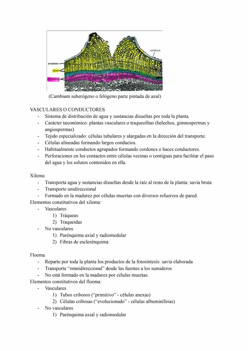 Tejidos vegetales: grupos de células con origen, estructura y funciones comunes. Según su
función encontramos:
Tejidos simples:
1) Meristemo