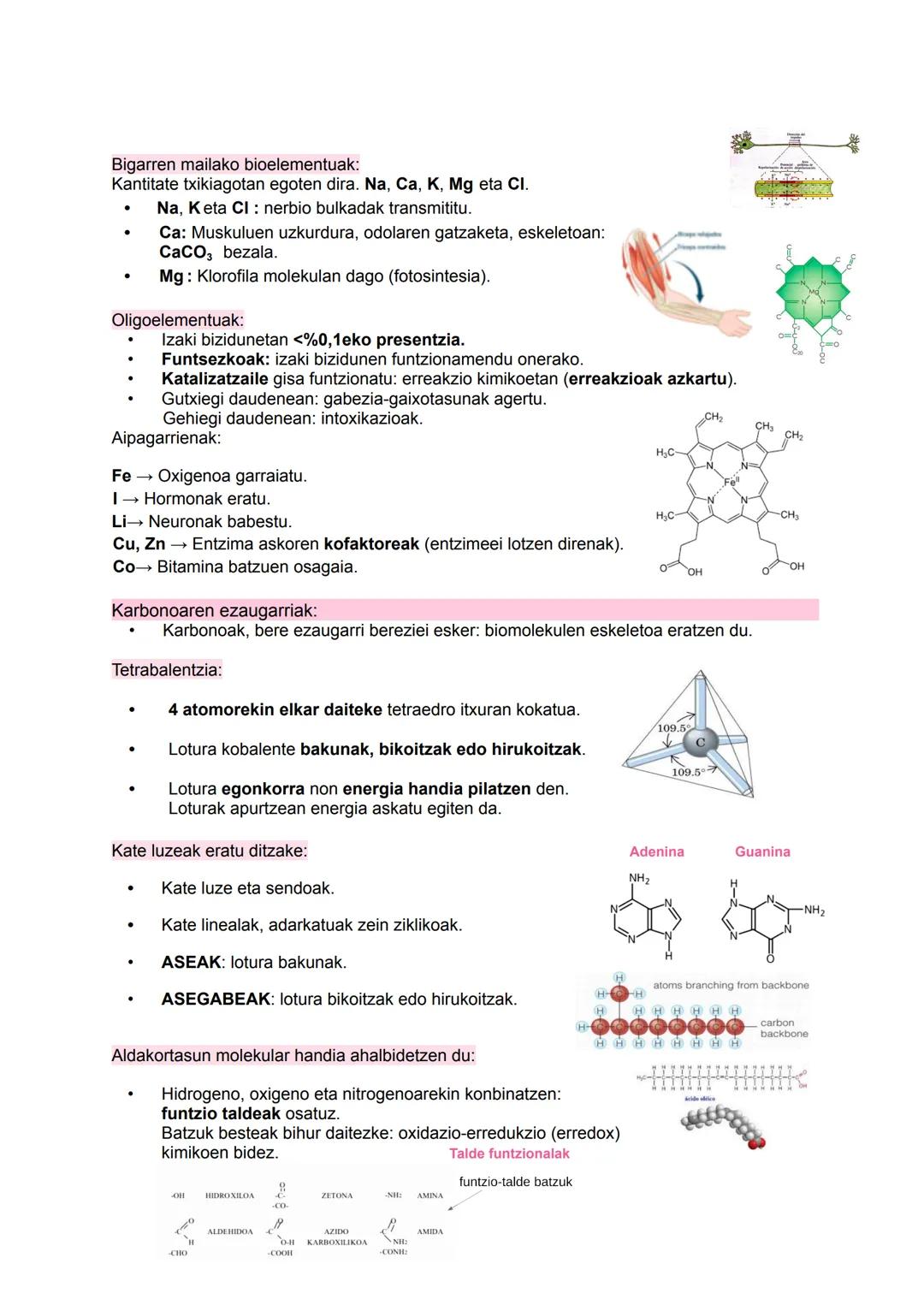 # BIOQUÍMICA

I

$NH_2$

HO

$N$
$H$ # 1. Biziaren oinarri molekularra:

Materiaren antolakuntza mailak:

1.  Maila subatomikoa (protoiak, n