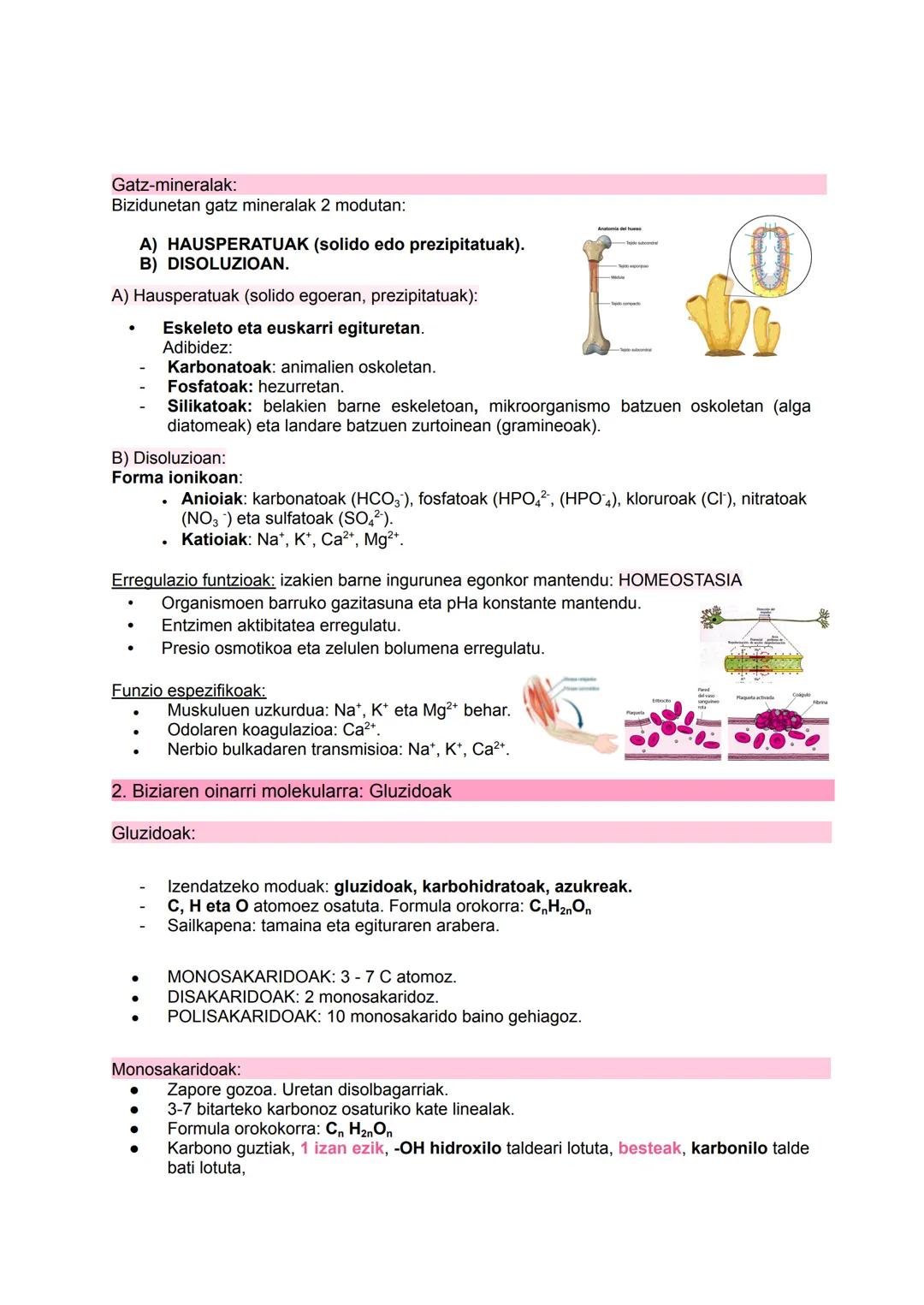 # BIOQUÍMICA

I

$NH_2$

HO

$N$
$H$ # 1. Biziaren oinarri molekularra:

Materiaren antolakuntza mailak:

1.  Maila subatomikoa (protoiak, n