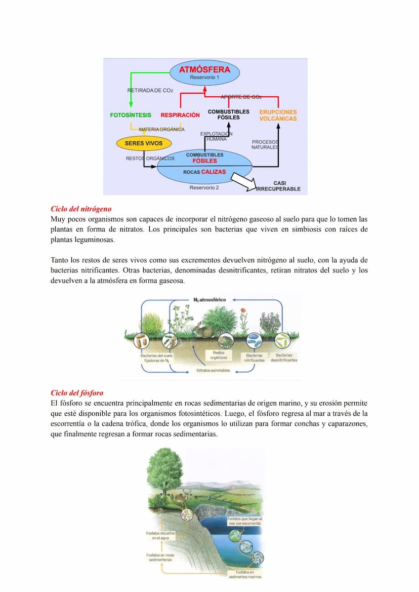 ESTRUCTURA Y DINÁMICA DE LOS ECOSISTEMAS
Conceptos Generales
Ecosistema: conjunto de seres vivos que habitan en un lugar, las característica