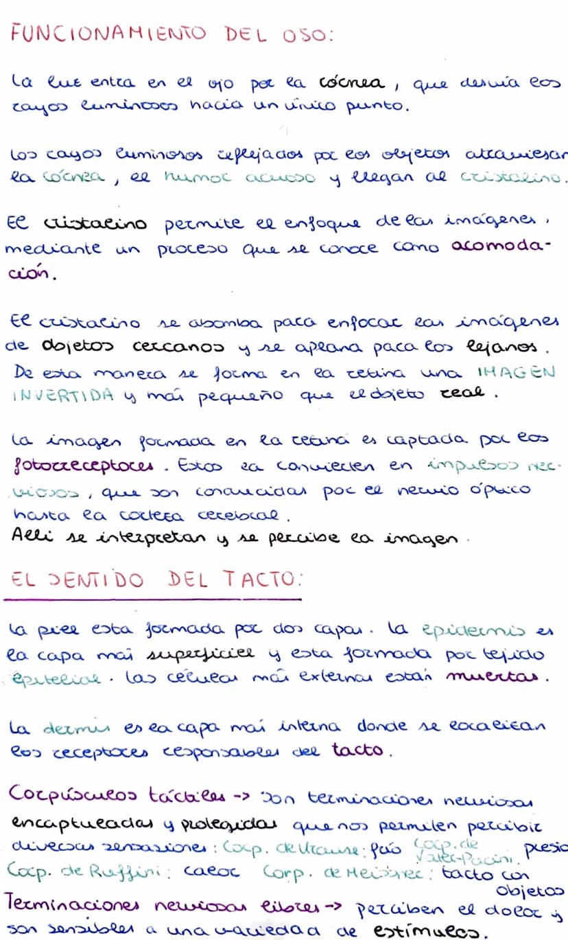 Los organos de los sentidos
La vista y el tacto
Los seres humanos tenemos cinco sentidos: la vista,
el oido, el tacto, el olfato y el gusto.