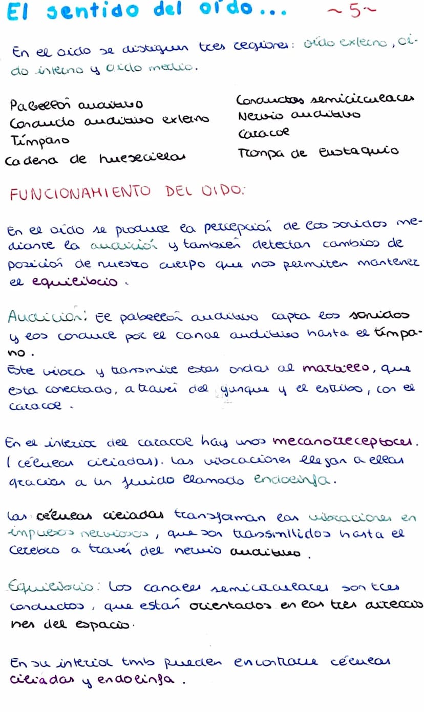 Los organos de los sentidos
La vista y el tacto
Los seres humanos tenemos cinco sentidos: la vista,
el oido, el tacto, el olfato y el gusto.