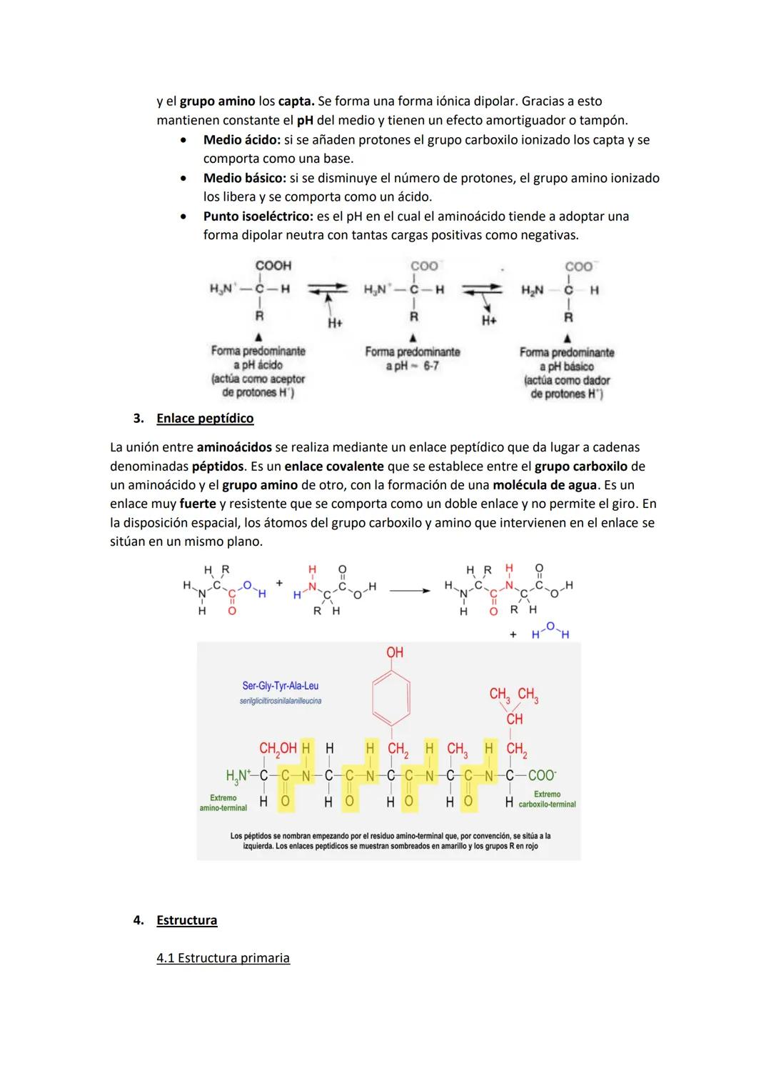 TEMA 4. Las proteínas
1. Las proteínas
Están compuestas básicamente por C, H O y N. Suelen contener S y otros elementos. Formadas
por aminoá