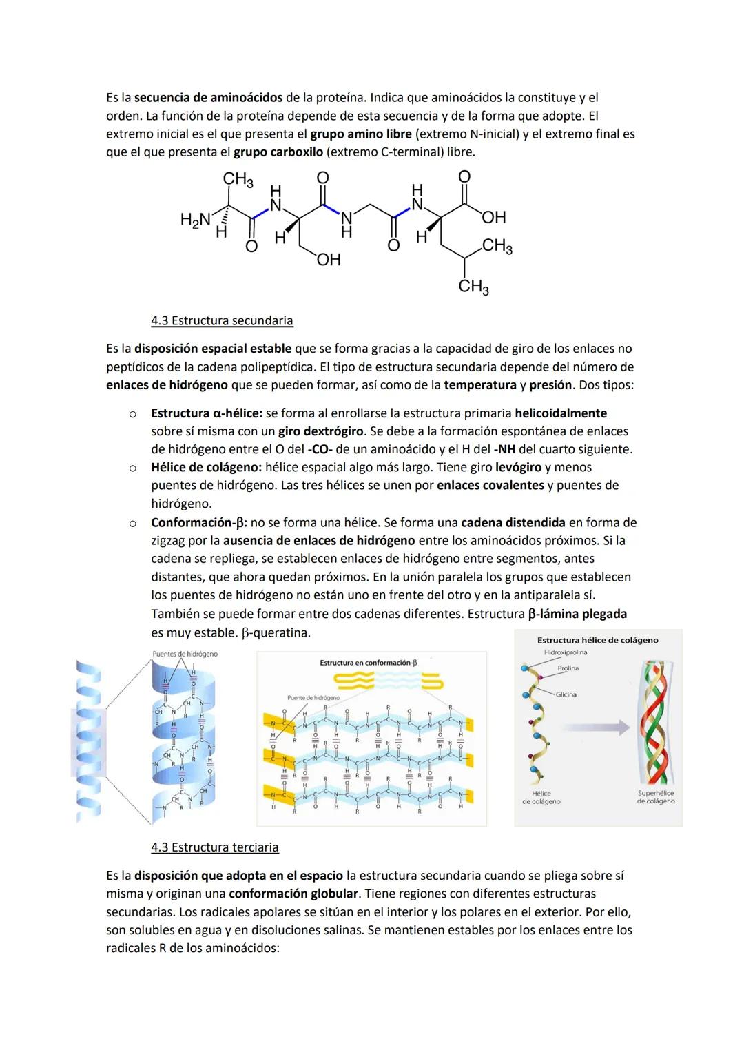 TEMA 4. Las proteínas
1. Las proteínas
Están compuestas básicamente por C, H O y N. Suelen contener S y otros elementos. Formadas
por aminoá