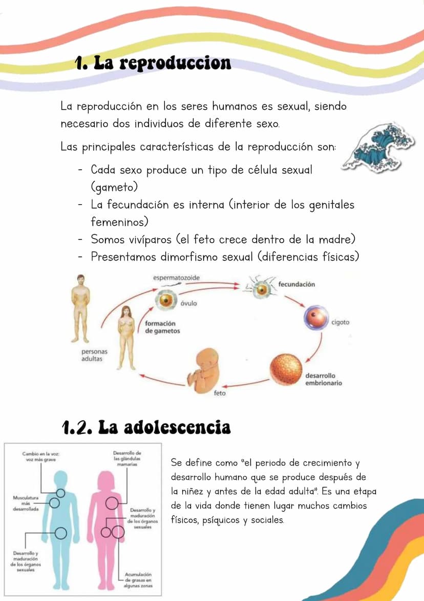 Biología
Lucia Esteban
INDICE
1. La reproduccion
1.1. La adolescencia
2. Los aparatos reproductores/genitales
3. Los gametos
3.1. La formaci