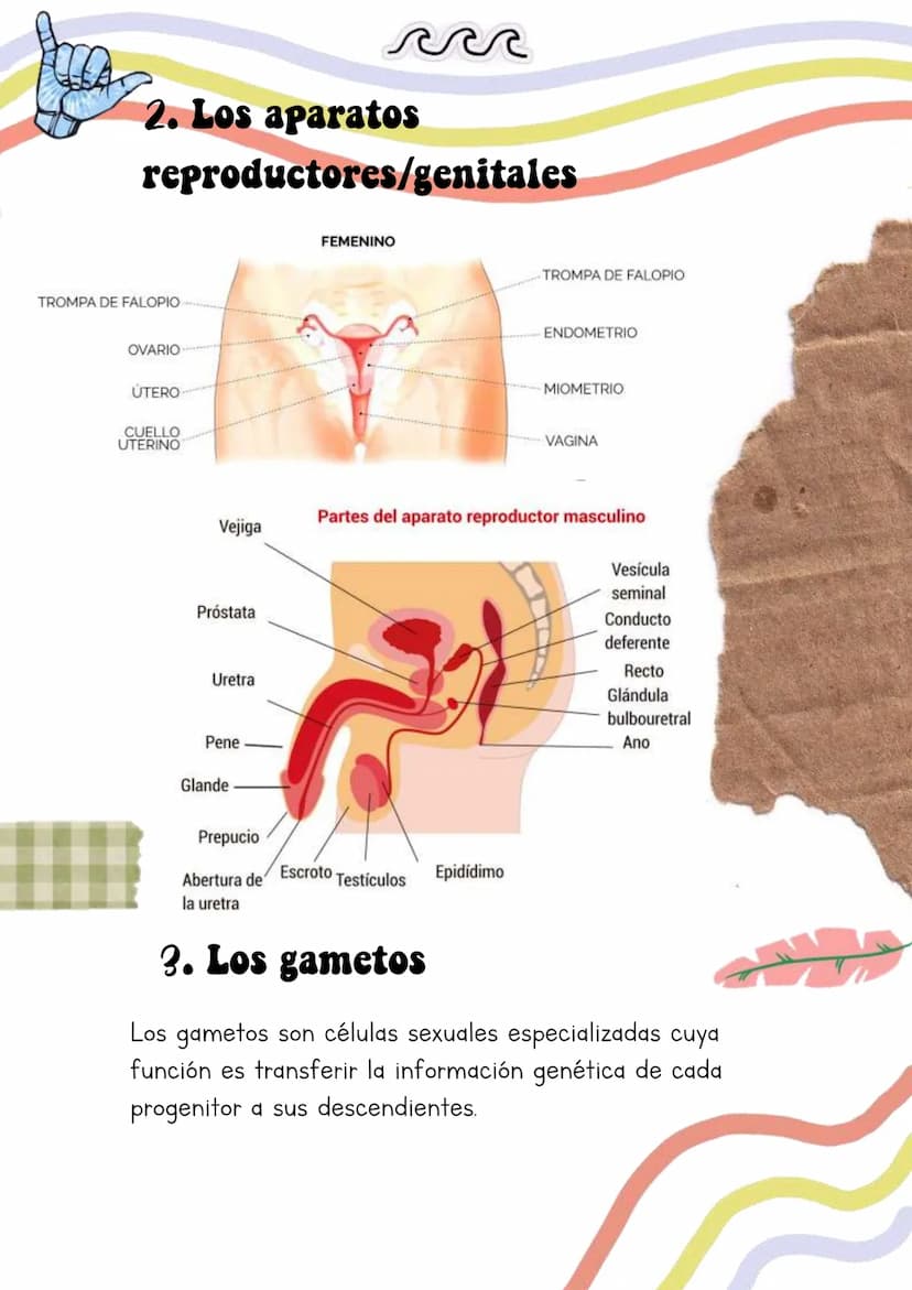 Biología
Lucia Esteban
INDICE
1. La reproduccion
1.1. La adolescencia
2. Los aparatos reproductores/genitales
3. Los gametos
3.1. La formaci