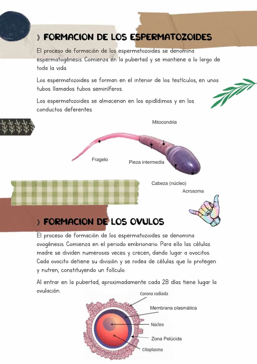 Biología
Lucia Esteban
INDICE
1. La reproduccion
1.1. La adolescencia
2. Los aparatos reproductores/genitales
3. Los gametos
3.1. La formaci