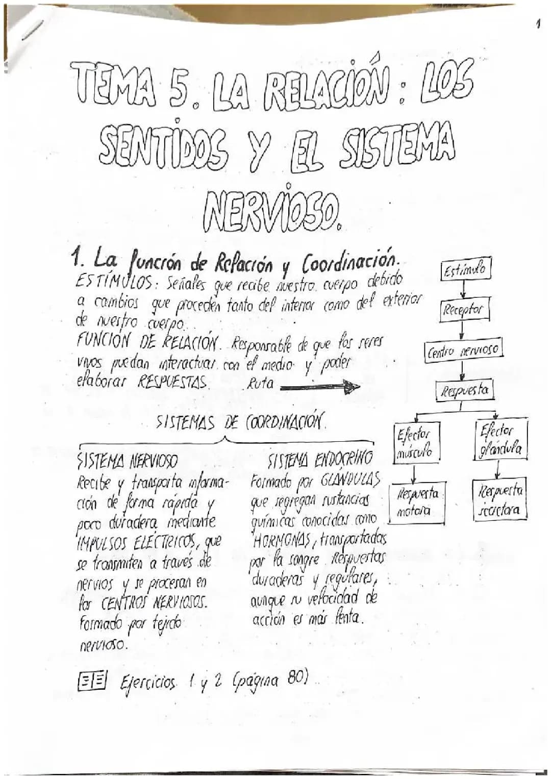 Receptores sensoriales y sistema nervioso: funciones y ejemplos