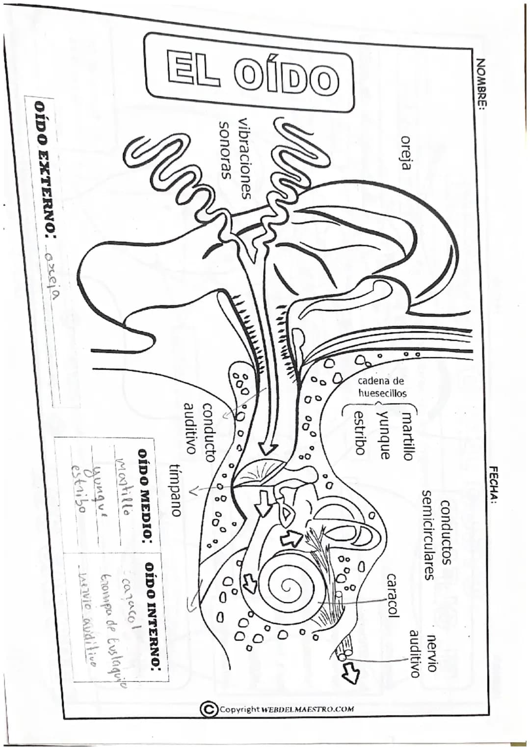 
<p>Los estímulos son las señales que recibe nuestro cuerpo debido a cambios que provienen tanto del interior como del exterior de nuestro c