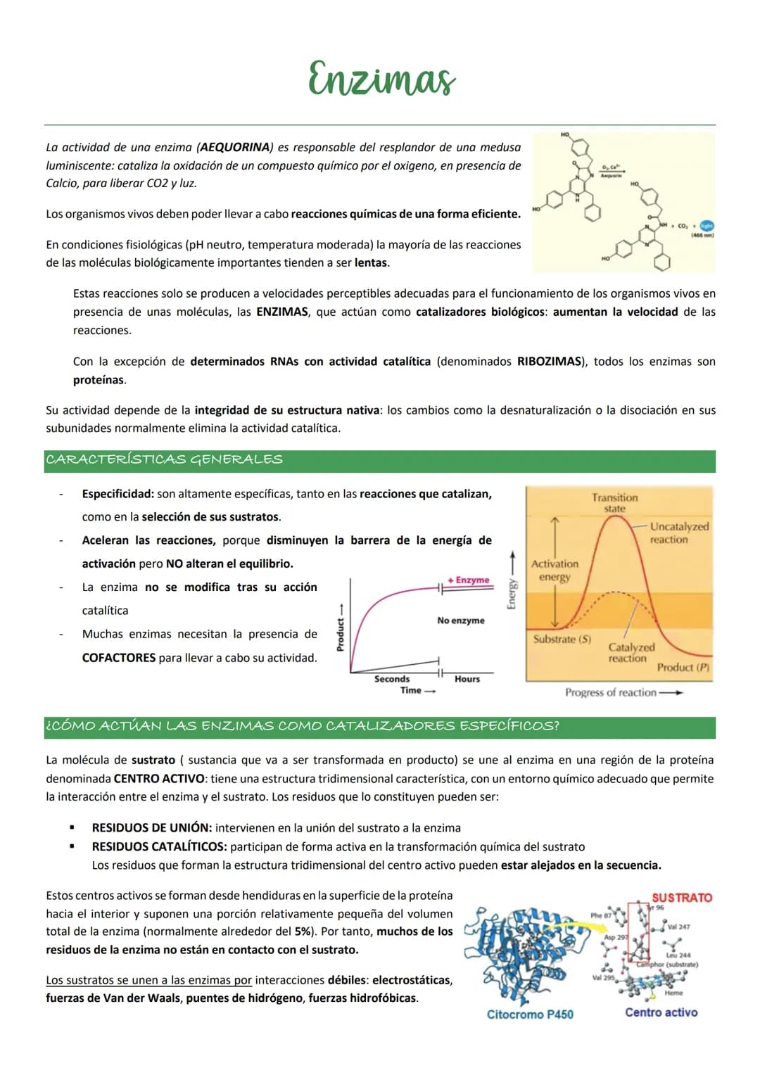 Enzimas
La actividad de una enzima (AEQUORINA) es responsable del resplandor de una medusa
luminiscente: cataliza la oxidación de un compues