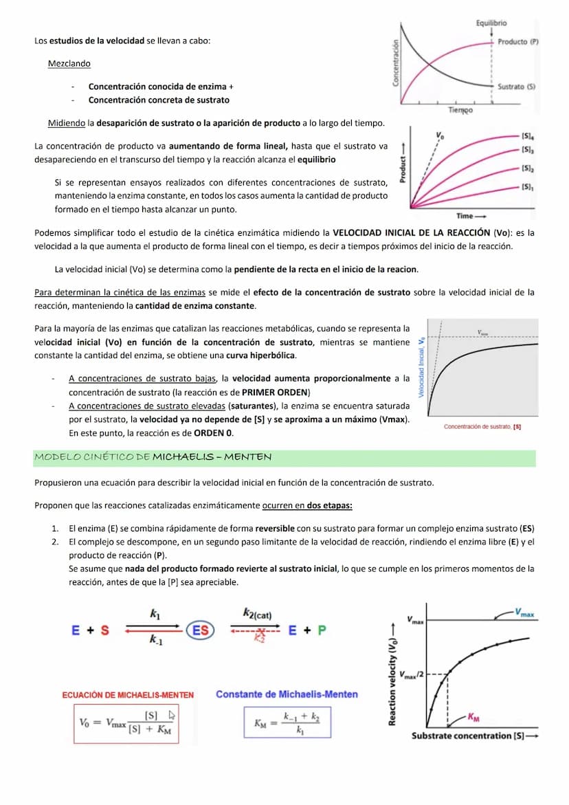 Enzimas
La actividad de una enzima (AEQUORINA) es responsable del resplandor de una medusa
luminiscente: cataliza la oxidación de un compues