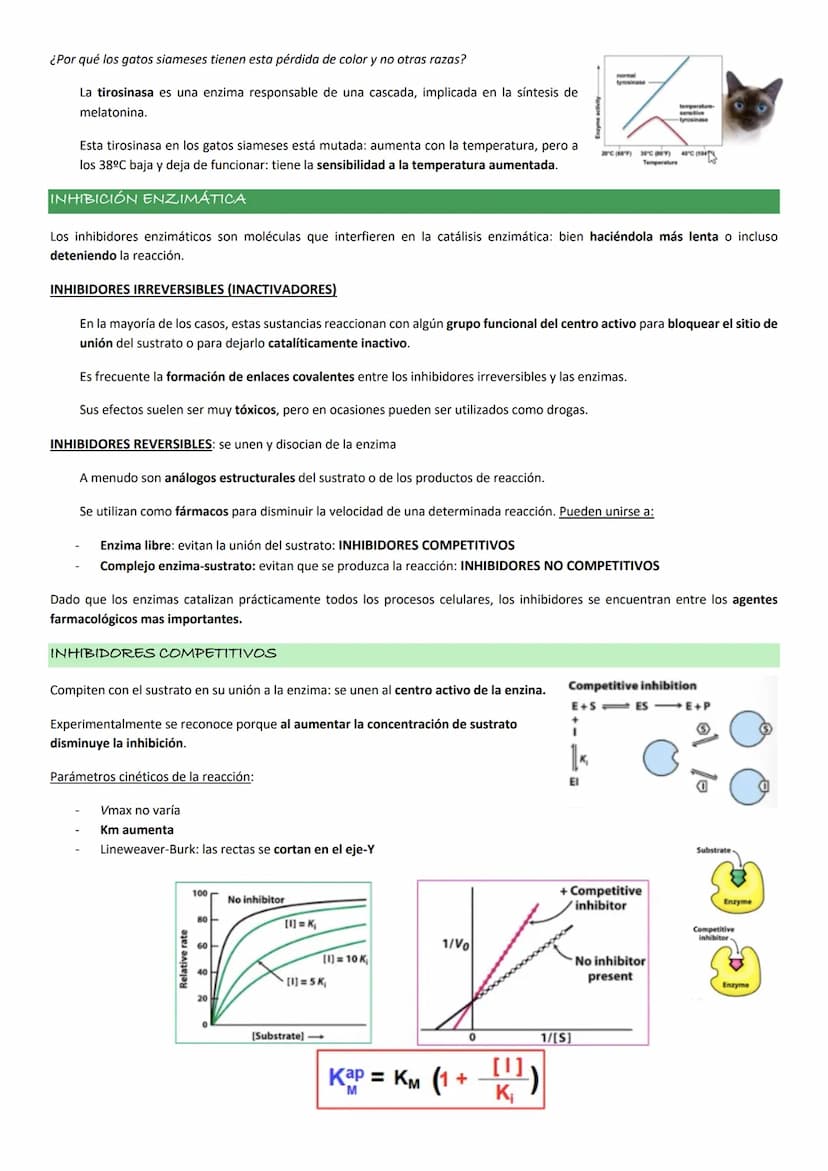 Enzimas
La actividad de una enzima (AEQUORINA) es responsable del resplandor de una medusa
luminiscente: cataliza la oxidación de un compues