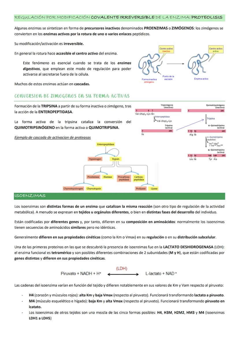 Enzimas
La actividad de una enzima (AEQUORINA) es responsable del resplandor de una medusa
luminiscente: cataliza la oxidación de un compues
