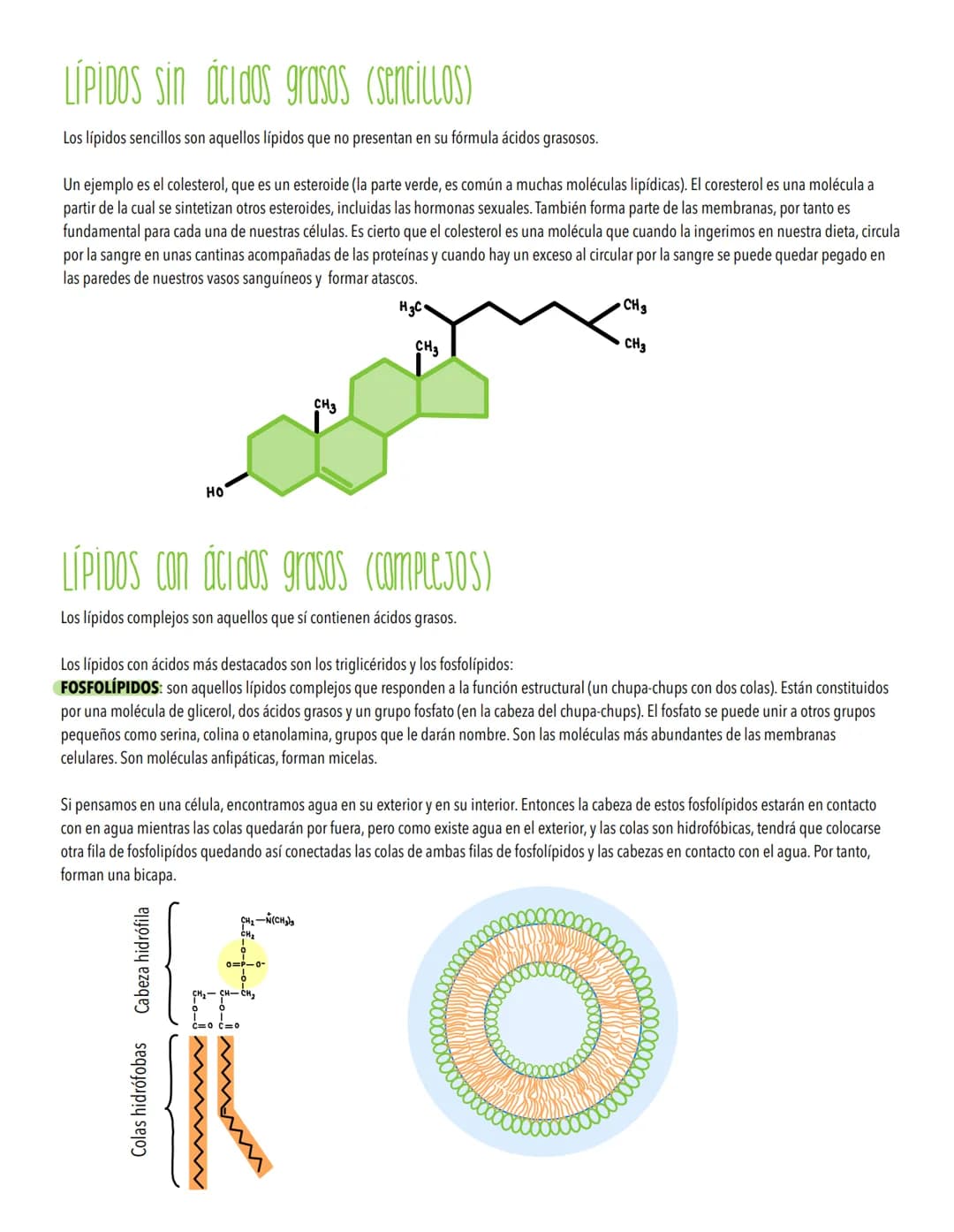 TEMA 1
Biomoleculas, constituyentes y nutrientes
TODOS LOS ORGANISMOS NECESITAN UN SUMINISTRO DE ENERGÍA Y DE MATERIALES
Los elementos de la