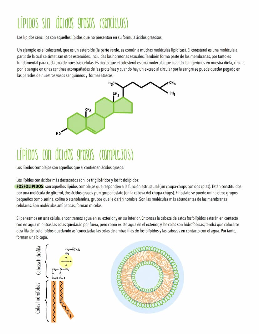 TEMA 1
Biomoleculas, constituyentes y nutrientes
TODOS LOS ORGANISMOS NECESITAN UN SUMINISTRO DE ENERGÍA Y DE MATERIALES
Los elementos de la