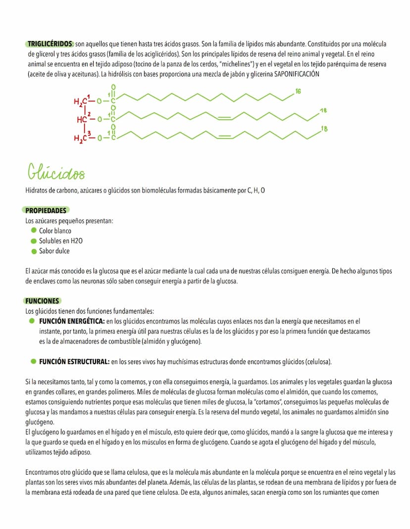 TEMA 1
Biomoleculas, constituyentes y nutrientes
TODOS LOS ORGANISMOS NECESITAN UN SUMINISTRO DE ENERGÍA Y DE MATERIALES
Los elementos de la