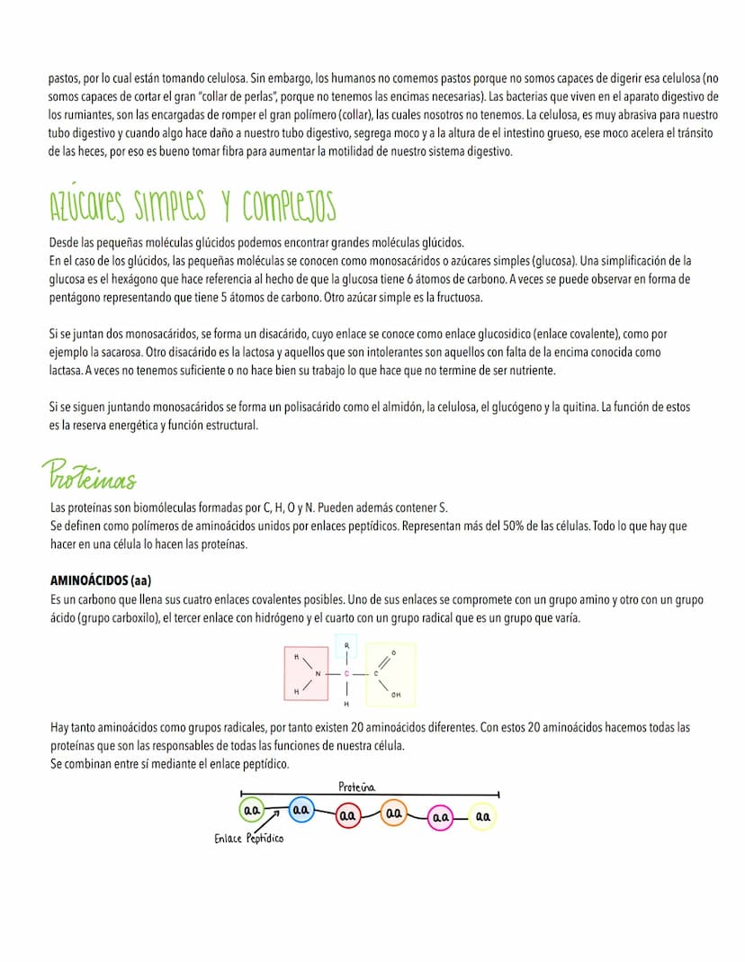 TEMA 1
Biomoleculas, constituyentes y nutrientes
TODOS LOS ORGANISMOS NECESITAN UN SUMINISTRO DE ENERGÍA Y DE MATERIALES
Los elementos de la