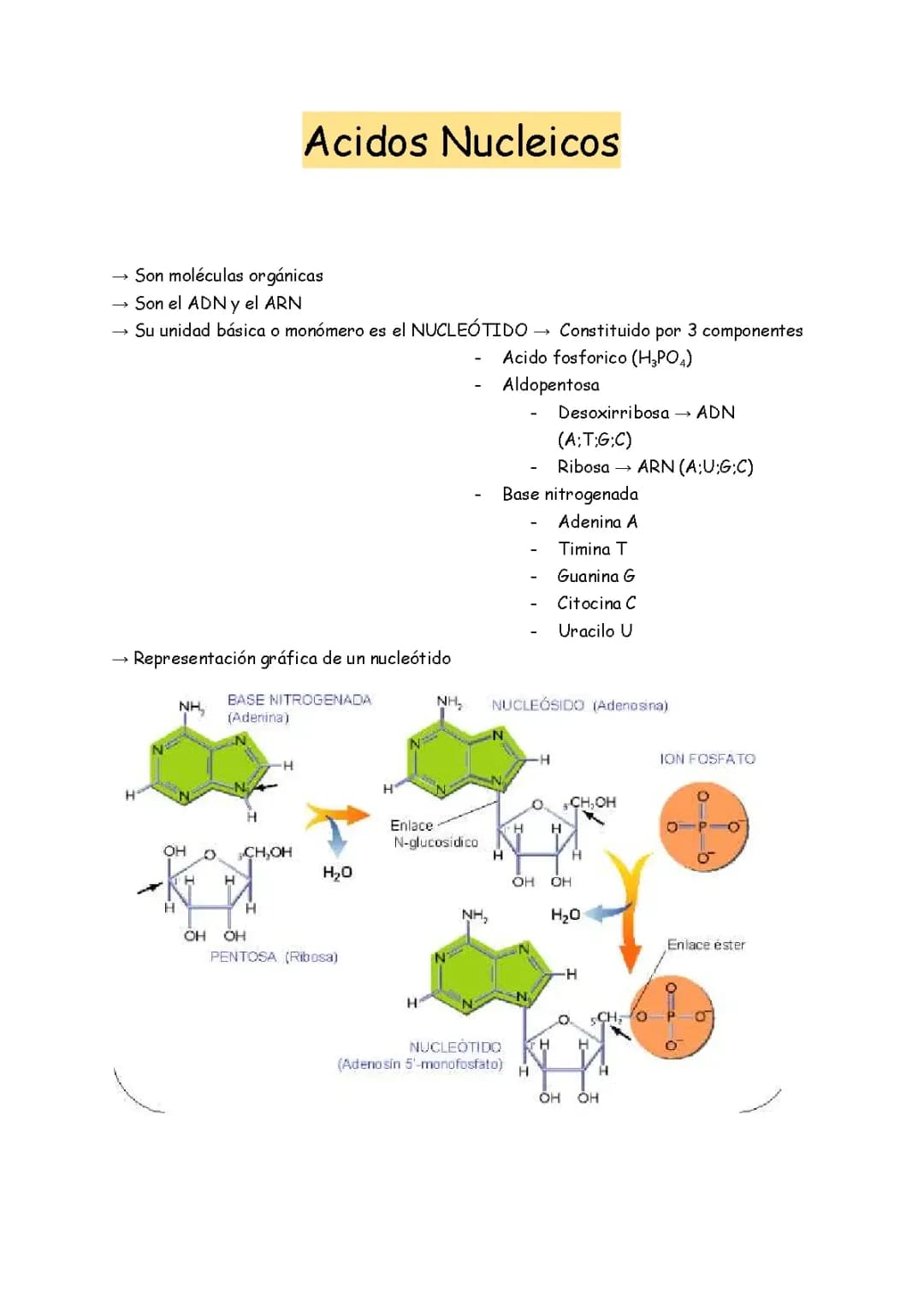 Acudos Nucleicos - Apuntes - 1bach