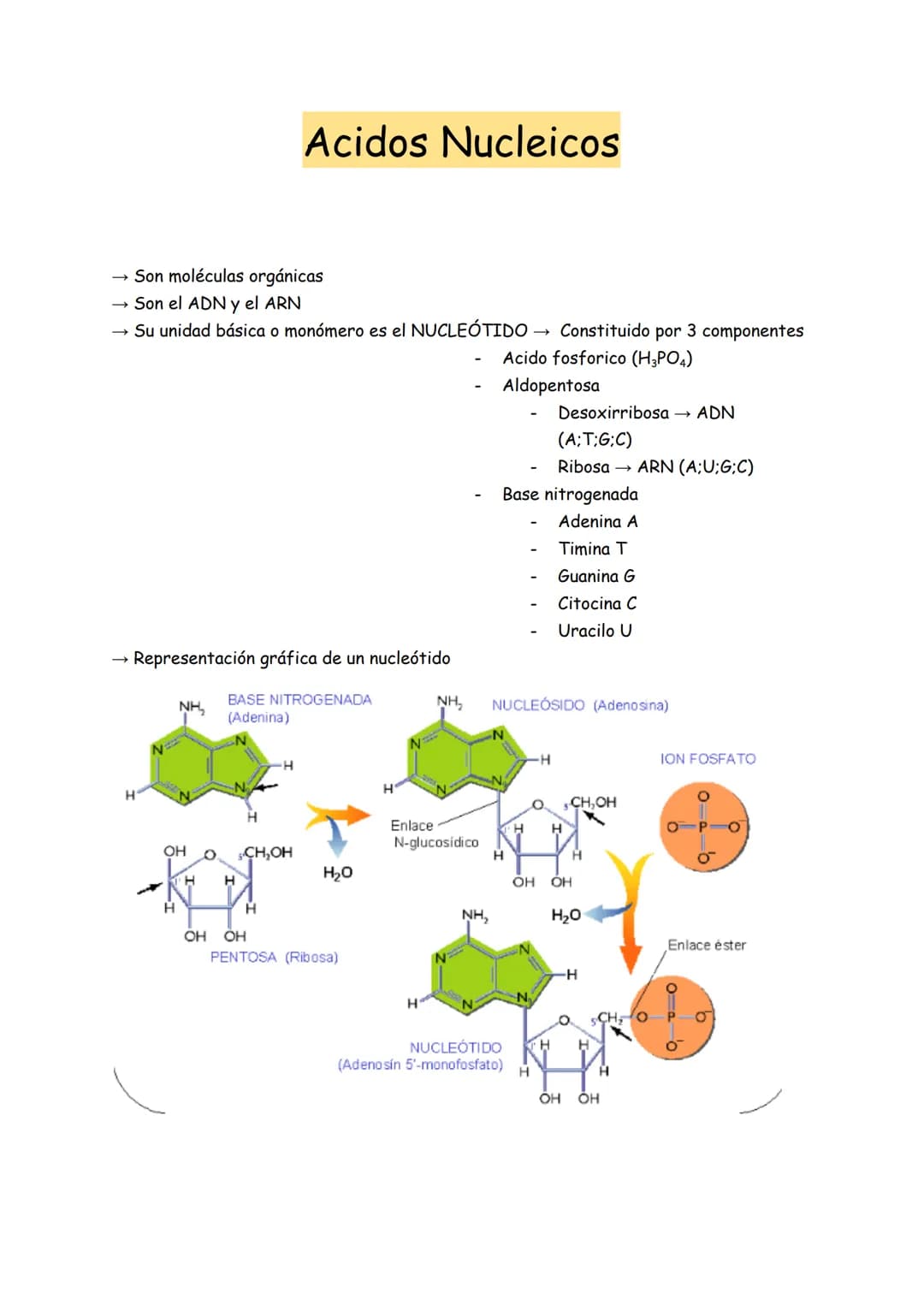 → Son moléculas orgánicas
→ Son el ADN y el ARN
→ Su unidad básica o monómero es el NUCLEOTIDO
Representación gráfica de un nucleótido
BASE 