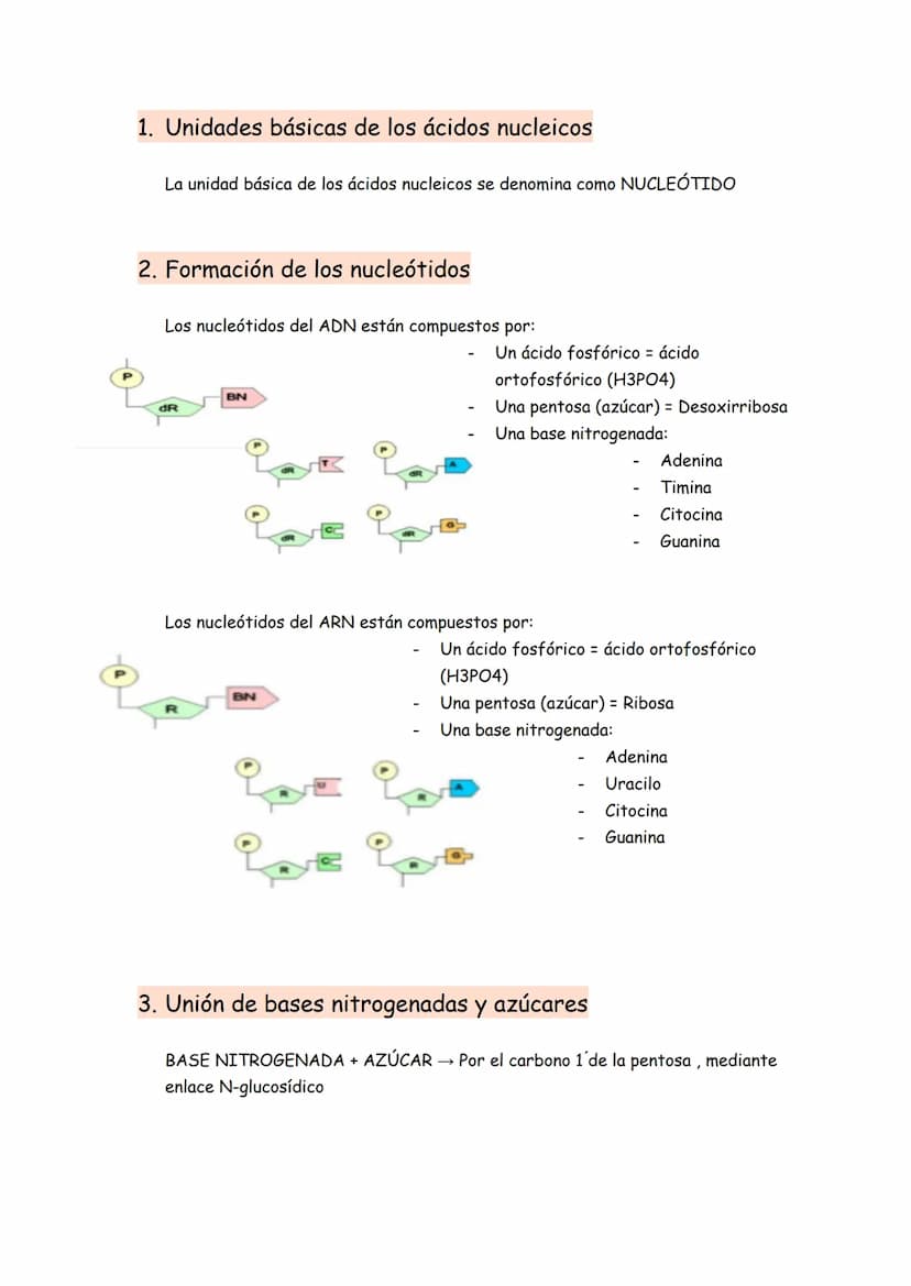 → Son moléculas orgánicas
→ Son el ADN y el ARN
→ Su unidad básica o monómero es el NUCLEOTIDO
Representación gráfica de un nucleótido
BASE 