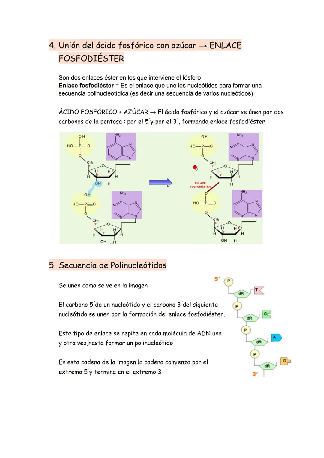→ Son moléculas orgánicas
→ Son el ADN y el ARN
→ Su unidad básica o monómero es el NUCLEOTIDO
Representación gráfica de un nucleótido
BASE 
