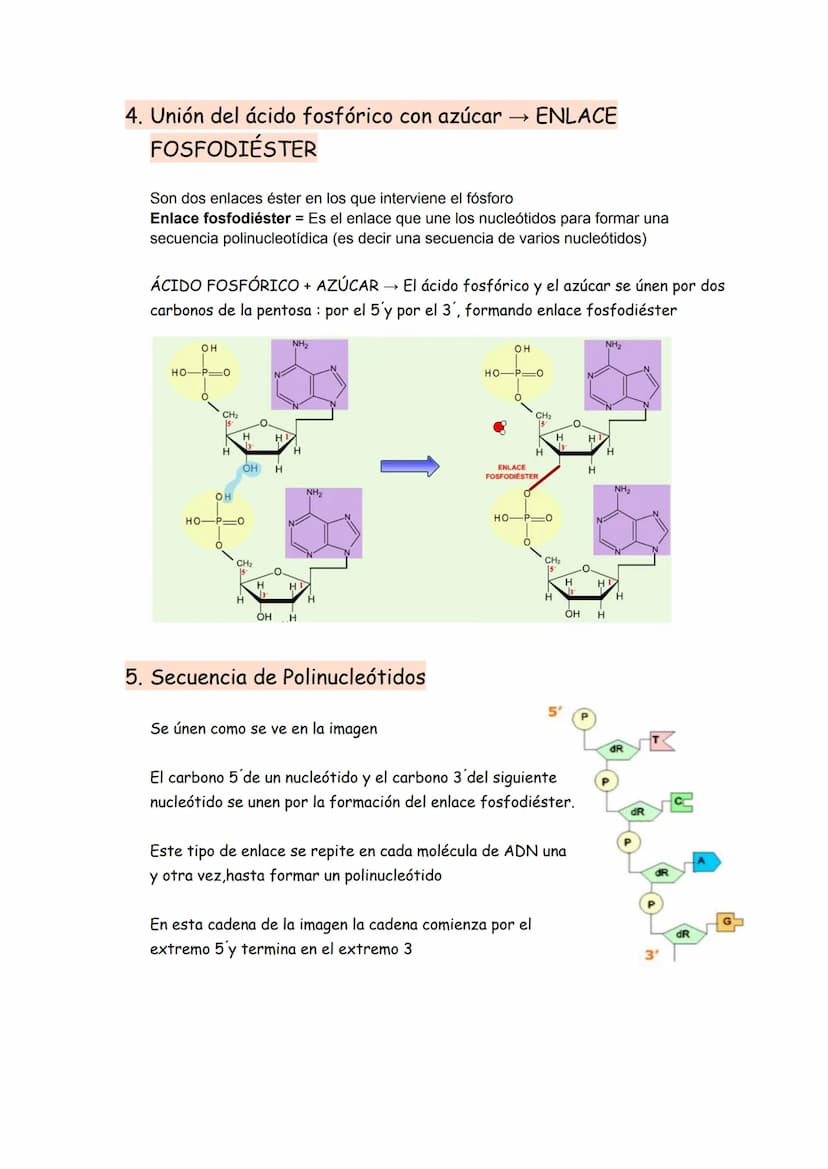 → Son moléculas orgánicas
→ Son el ADN y el ARN
→ Su unidad básica o monómero es el NUCLEOTIDO
Representación gráfica de un nucleótido
BASE 
