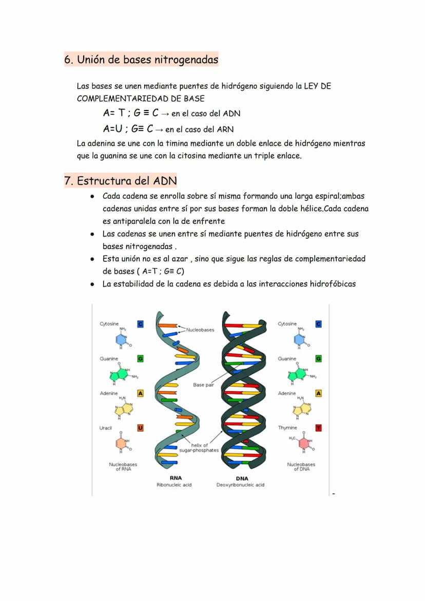 → Son moléculas orgánicas
→ Son el ADN y el ARN
→ Su unidad básica o monómero es el NUCLEOTIDO
Representación gráfica de un nucleótido
BASE 