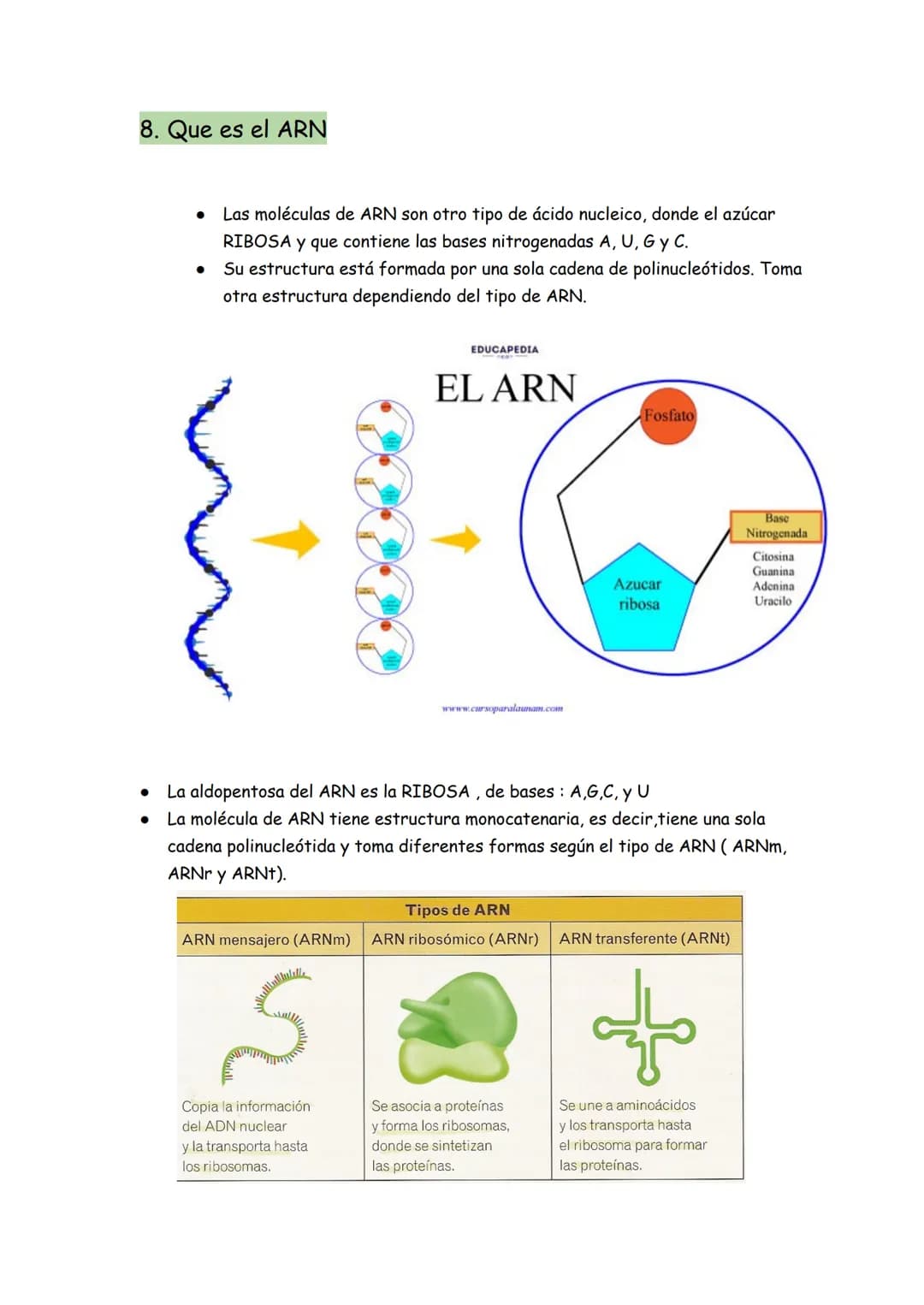 → Son moléculas orgánicas
→ Son el ADN y el ARN
→ Su unidad básica o monómero es el NUCLEOTIDO
Representación gráfica de un nucleótido
BASE 