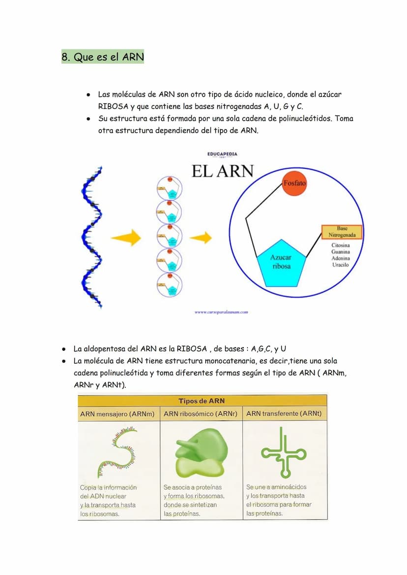 → Son moléculas orgánicas
→ Son el ADN y el ARN
→ Su unidad básica o monómero es el NUCLEOTIDO
Representación gráfica de un nucleótido
BASE 