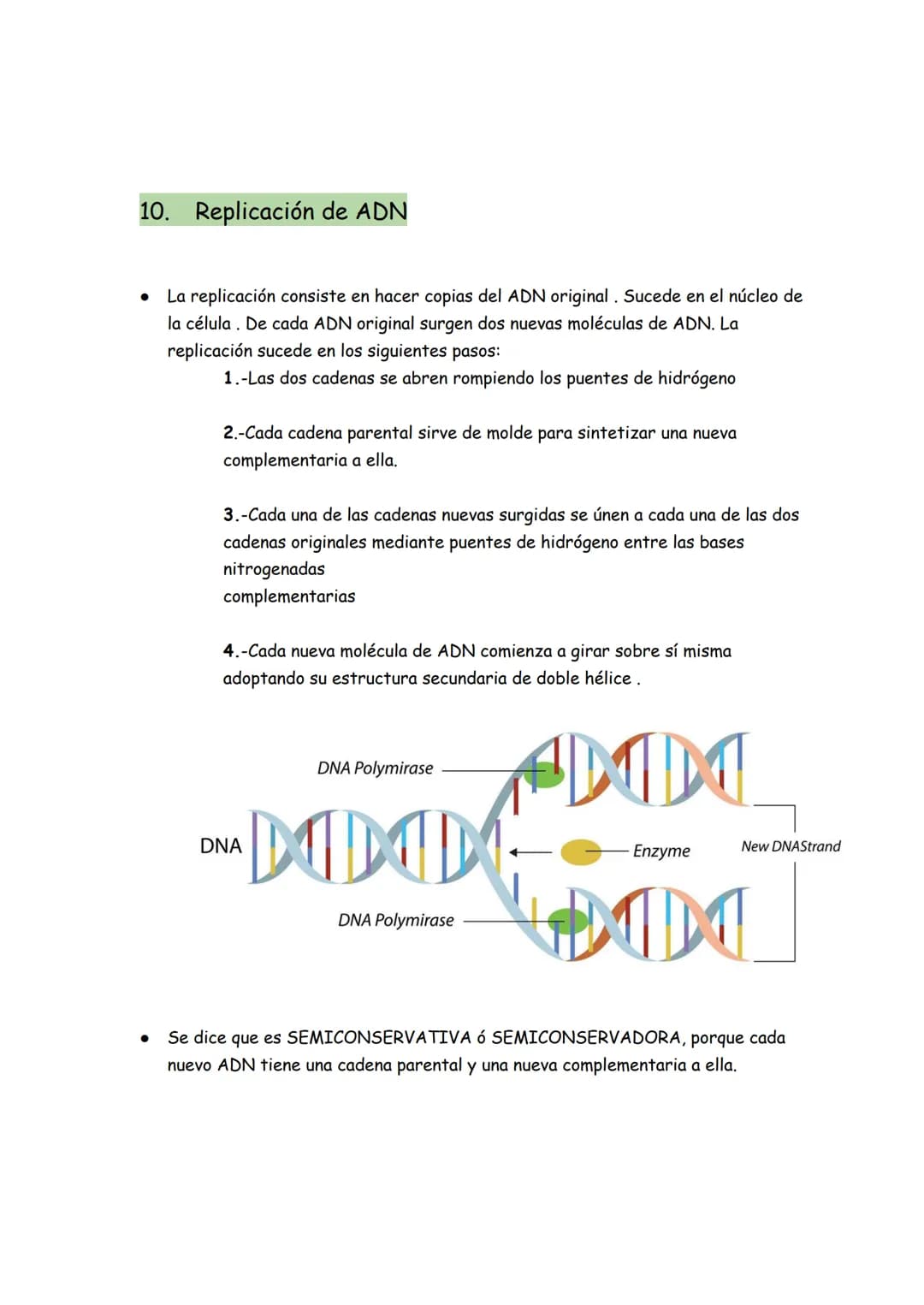 → Son moléculas orgánicas
→ Son el ADN y el ARN
→ Su unidad básica o monómero es el NUCLEOTIDO
Representación gráfica de un nucleótido
BASE 