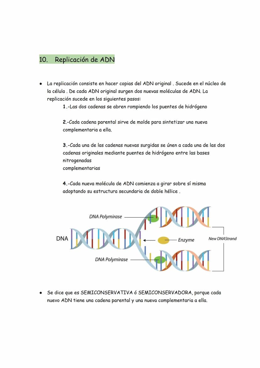 → Son moléculas orgánicas
→ Son el ADN y el ARN
→ Su unidad básica o monómero es el NUCLEOTIDO
Representación gráfica de un nucleótido
BASE 