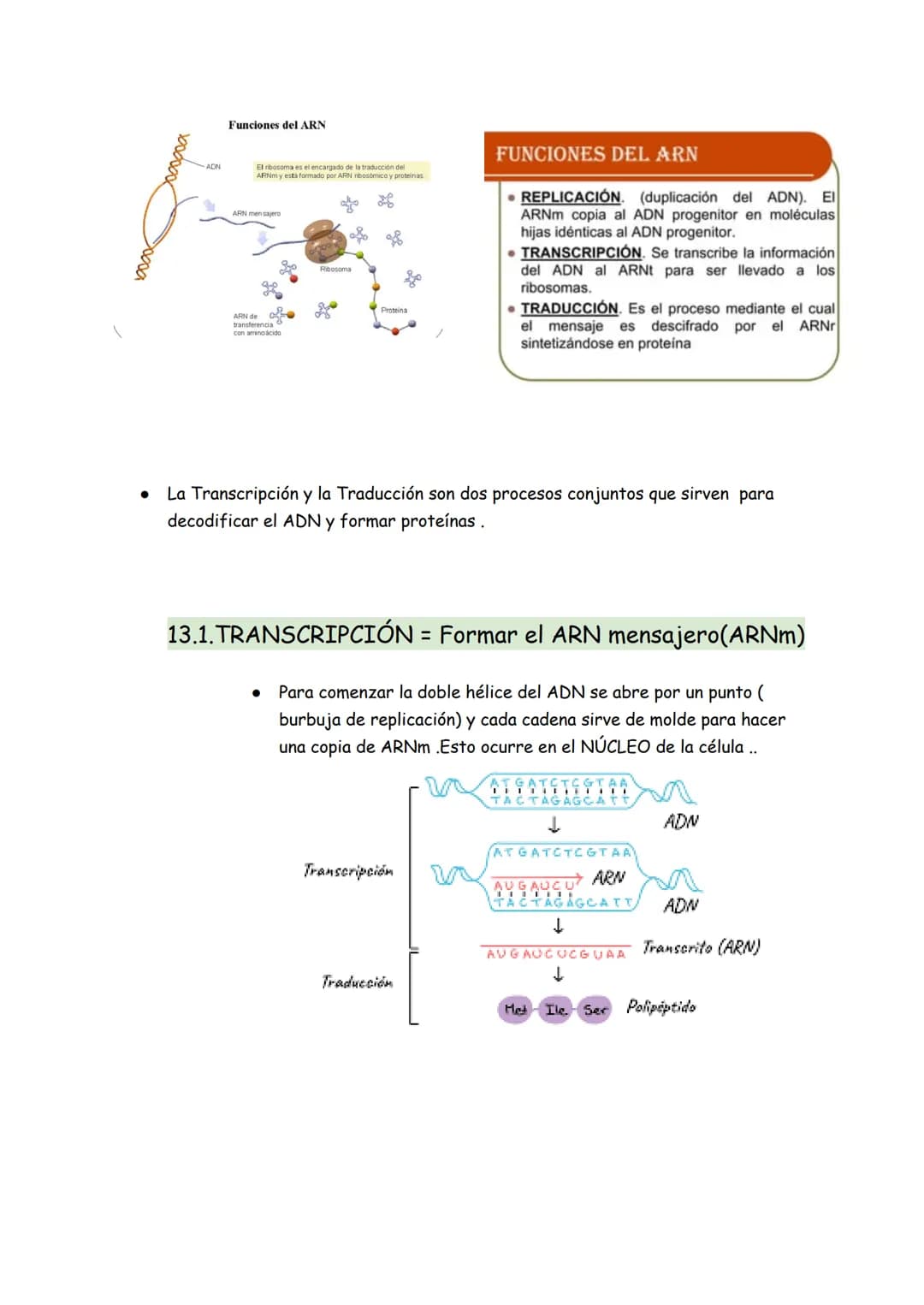 → Son moléculas orgánicas
→ Son el ADN y el ARN
→ Su unidad básica o monómero es el NUCLEOTIDO
Representación gráfica de un nucleótido
BASE 