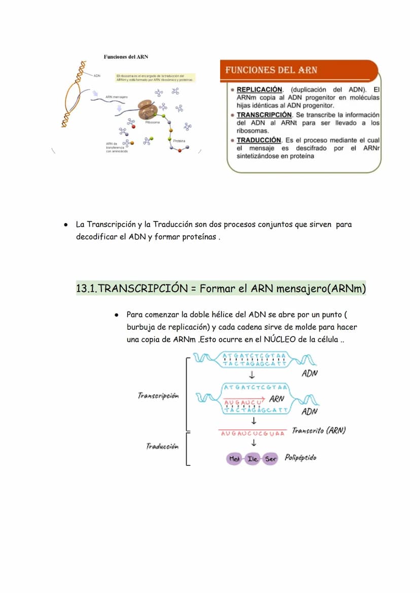 → Son moléculas orgánicas
→ Son el ADN y el ARN
→ Su unidad básica o monómero es el NUCLEOTIDO
Representación gráfica de un nucleótido
BASE 