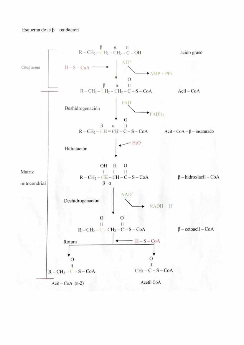 TEMA 18: CATABOLISMO U OXIDACIÓN
DE MATERIA ORGÁNICA.
1.- Introducción
2.- Catabolismo u oxidación de glúcidos.
2.1.- Glucólisis
2.2.- Desti
