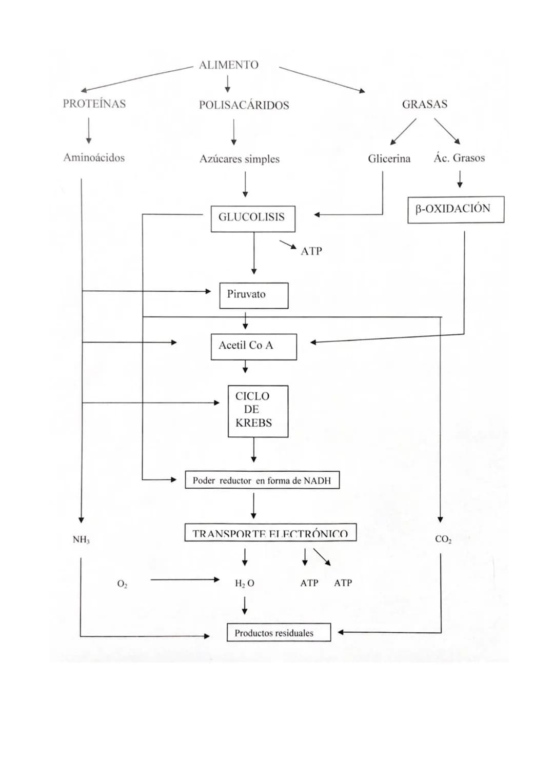 TEMA 18: CATABOLISMO U OXIDACIÓN
DE MATERIA ORGÁNICA.
1.- Introducción
2.- Catabolismo u oxidación de glúcidos.
2.1.- Glucólisis
2.2.- Desti