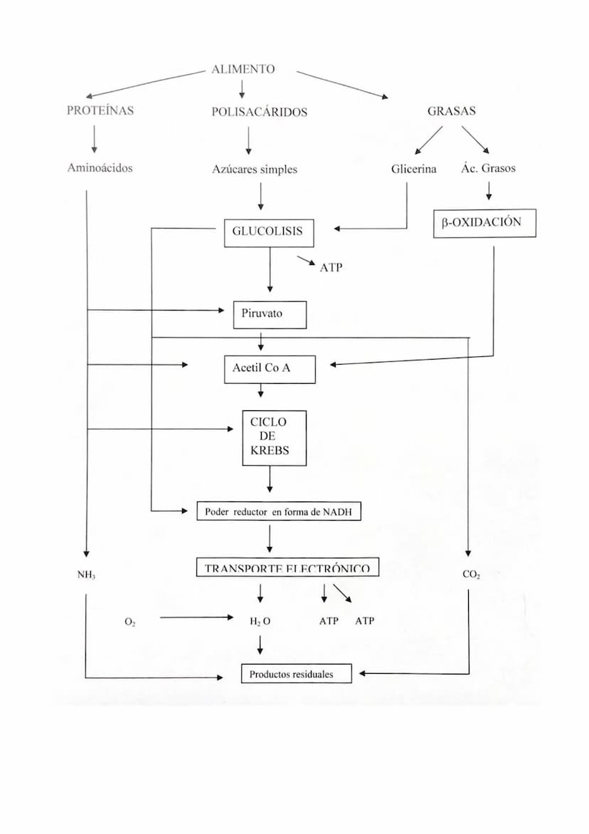 TEMA 18: CATABOLISMO U OXIDACIÓN
DE MATERIA ORGÁNICA.
1.- Introducción
2.- Catabolismo u oxidación de glúcidos.
2.1.- Glucólisis
2.2.- Desti
