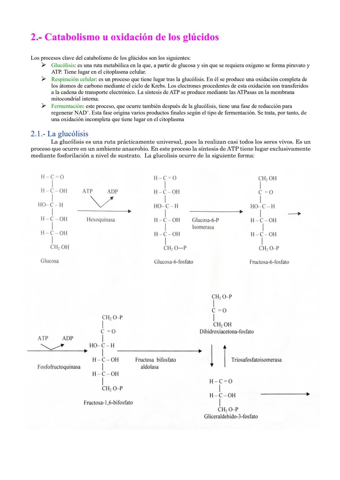 TEMA 18: CATABOLISMO U OXIDACIÓN
DE MATERIA ORGÁNICA.
1.- Introducción
2.- Catabolismo u oxidación de glúcidos.
2.1.- Glucólisis
2.2.- Desti