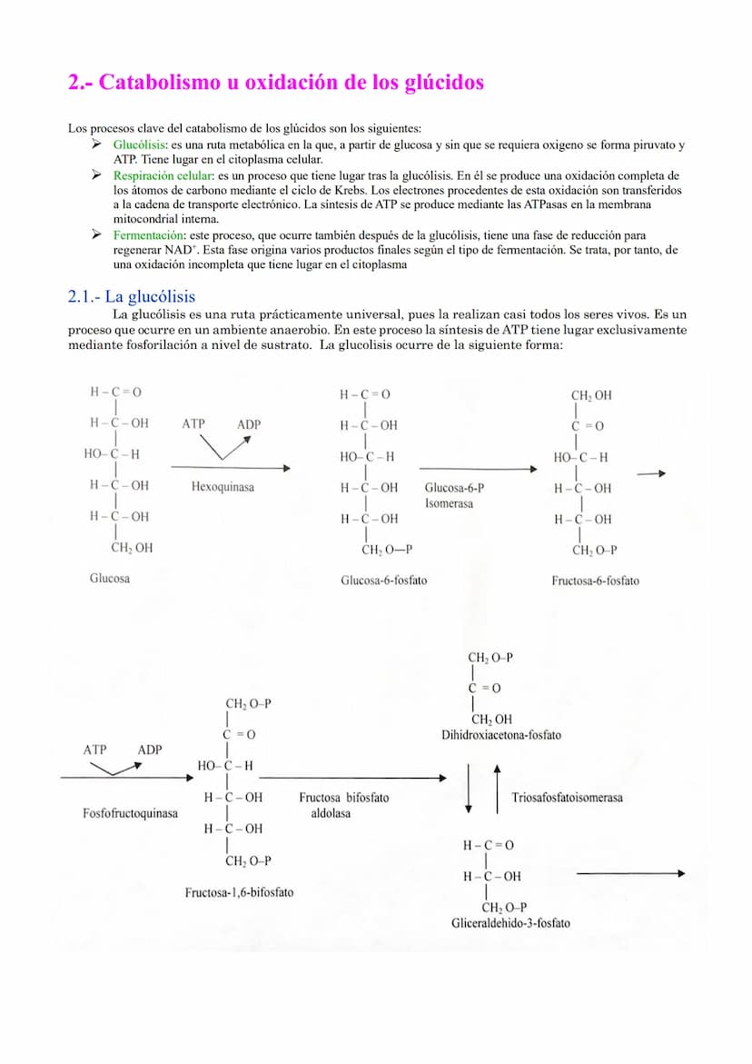 TEMA 18: CATABOLISMO U OXIDACIÓN
DE MATERIA ORGÁNICA.
1.- Introducción
2.- Catabolismo u oxidación de glúcidos.
2.1.- Glucólisis
2.2.- Desti