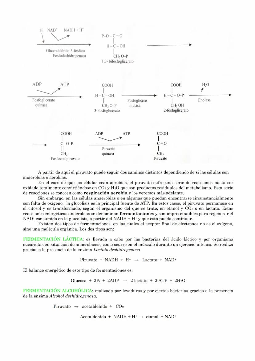 TEMA 18: CATABOLISMO U OXIDACIÓN
DE MATERIA ORGÁNICA.
1.- Introducción
2.- Catabolismo u oxidación de glúcidos.
2.1.- Glucólisis
2.2.- Desti