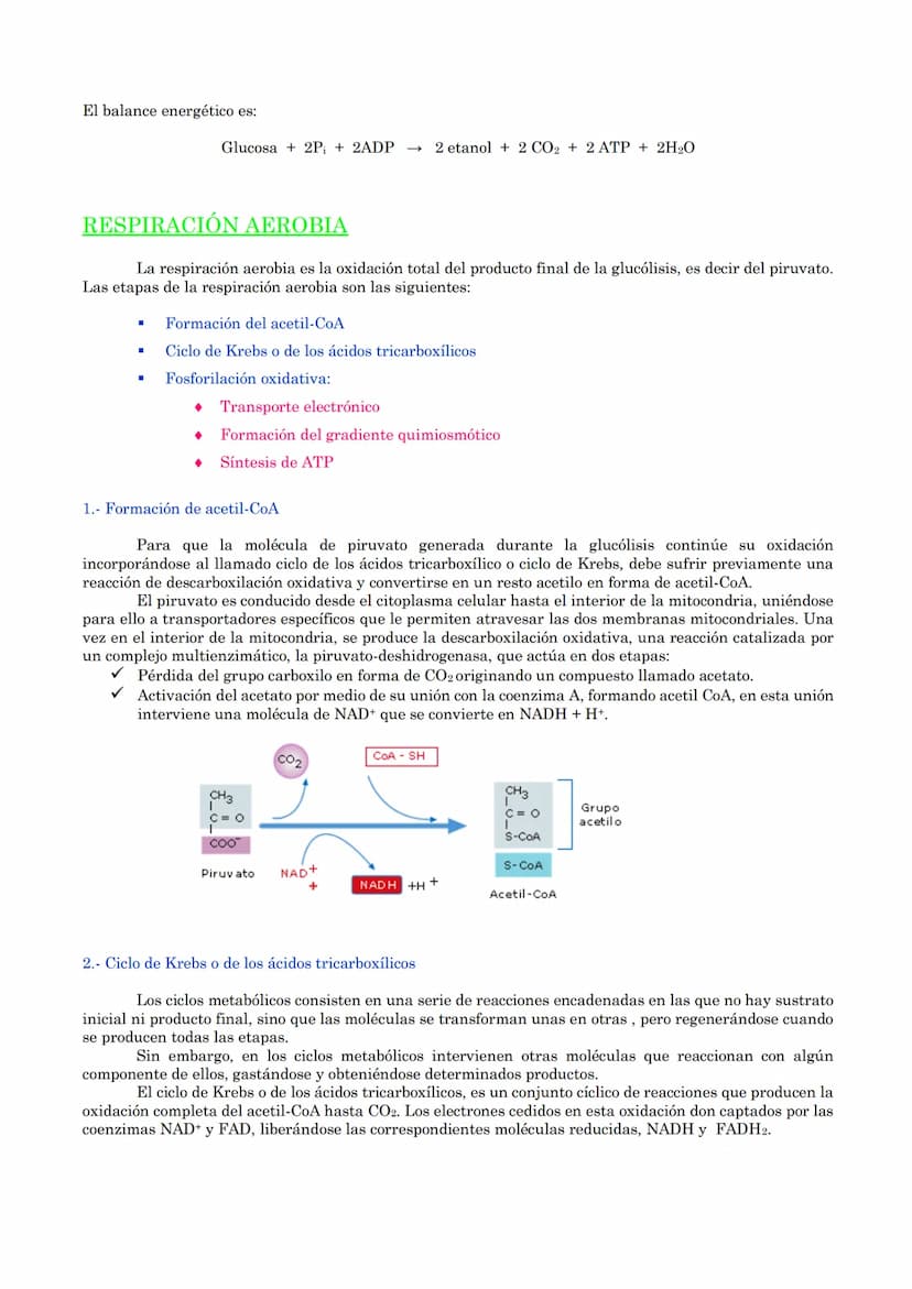 TEMA 18: CATABOLISMO U OXIDACIÓN
DE MATERIA ORGÁNICA.
1.- Introducción
2.- Catabolismo u oxidación de glúcidos.
2.1.- Glucólisis
2.2.- Desti