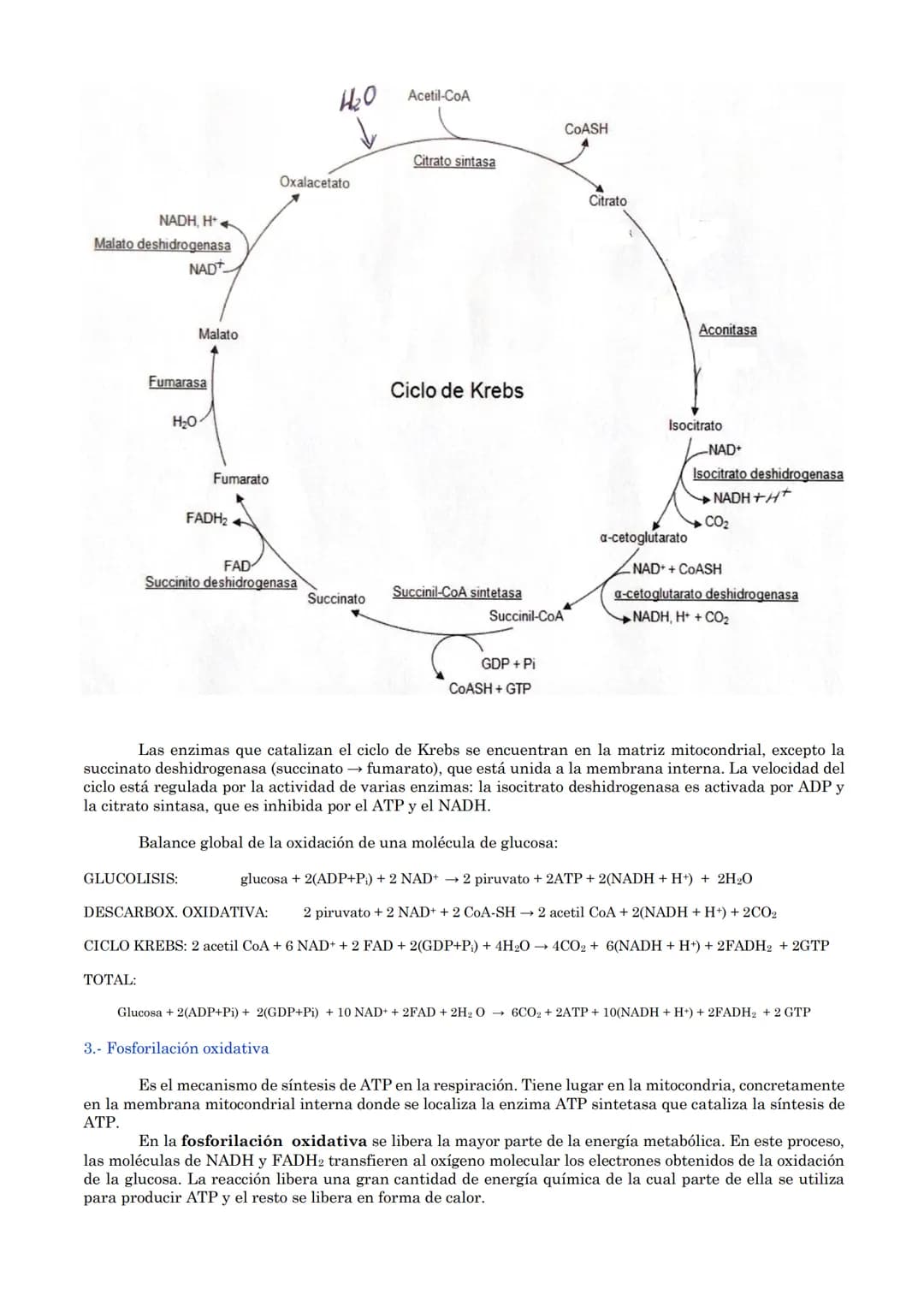 TEMA 18: CATABOLISMO U OXIDACIÓN
DE MATERIA ORGÁNICA.
1.- Introducción
2.- Catabolismo u oxidación de glúcidos.
2.1.- Glucólisis
2.2.- Desti