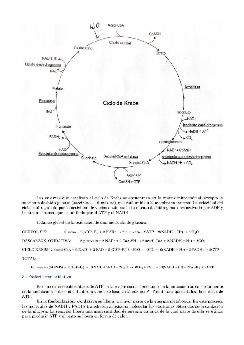 TEMA 18: CATABOLISMO U OXIDACIÓN
DE MATERIA ORGÁNICA.
1.- Introducción
2.- Catabolismo u oxidación de glúcidos.
2.1.- Glucólisis
2.2.- Desti