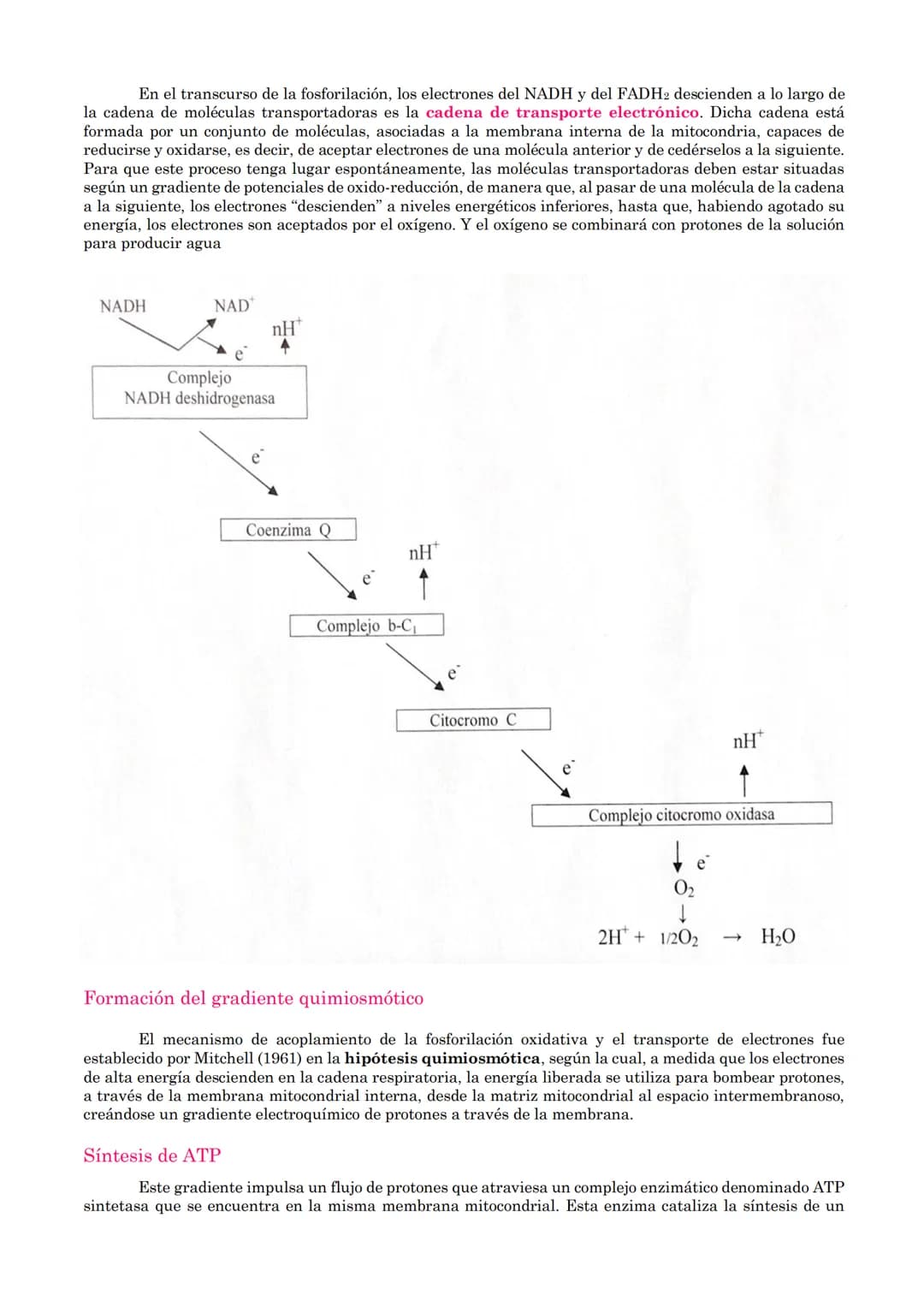 TEMA 18: CATABOLISMO U OXIDACIÓN
DE MATERIA ORGÁNICA.
1.- Introducción
2.- Catabolismo u oxidación de glúcidos.
2.1.- Glucólisis
2.2.- Desti