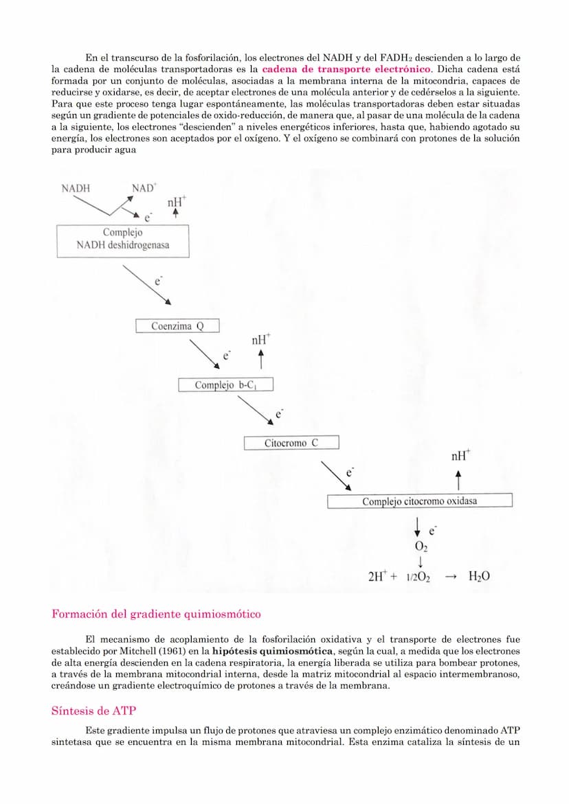TEMA 18: CATABOLISMO U OXIDACIÓN
DE MATERIA ORGÁNICA.
1.- Introducción
2.- Catabolismo u oxidación de glúcidos.
2.1.- Glucólisis
2.2.- Desti