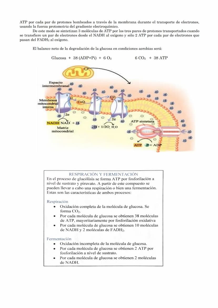 TEMA 18: CATABOLISMO U OXIDACIÓN
DE MATERIA ORGÁNICA.
1.- Introducción
2.- Catabolismo u oxidación de glúcidos.
2.1.- Glucólisis
2.2.- Desti