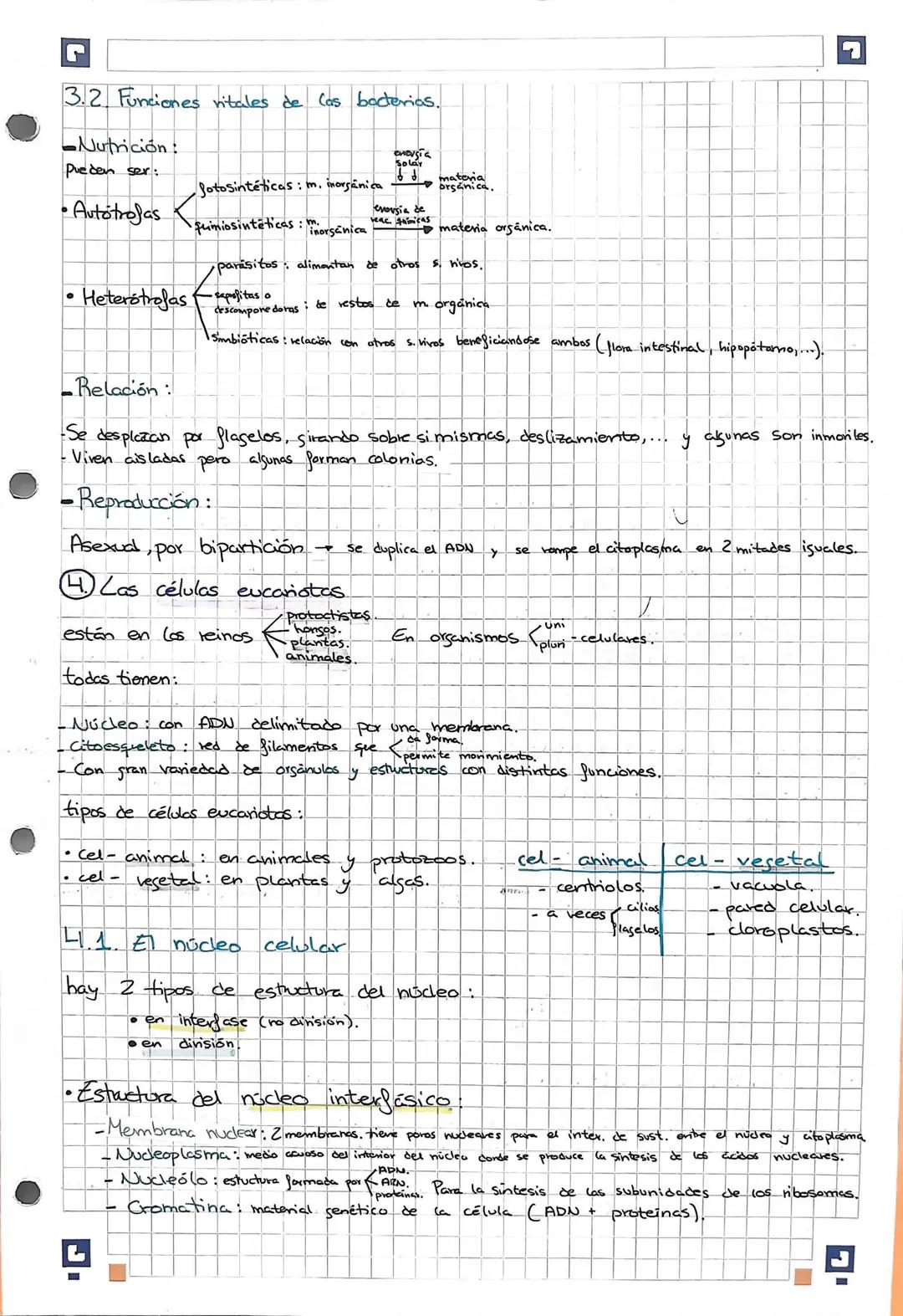 • Estructura del núcleo en división:
el núcleo sufre unes transformaciones.
-La envoltura nuclear se desorganiza, el nudeoplasmria queda lib