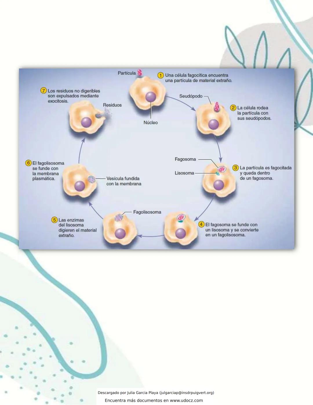 Transporte vesicular de la célula
LOS PROCESOS DE TRANSPORTE VESICULAR MUEVEN A TRAVÉS DE LA MEMBRANA
GRANDES
PARTICULAS, GOTAS DE LIQUIDO O