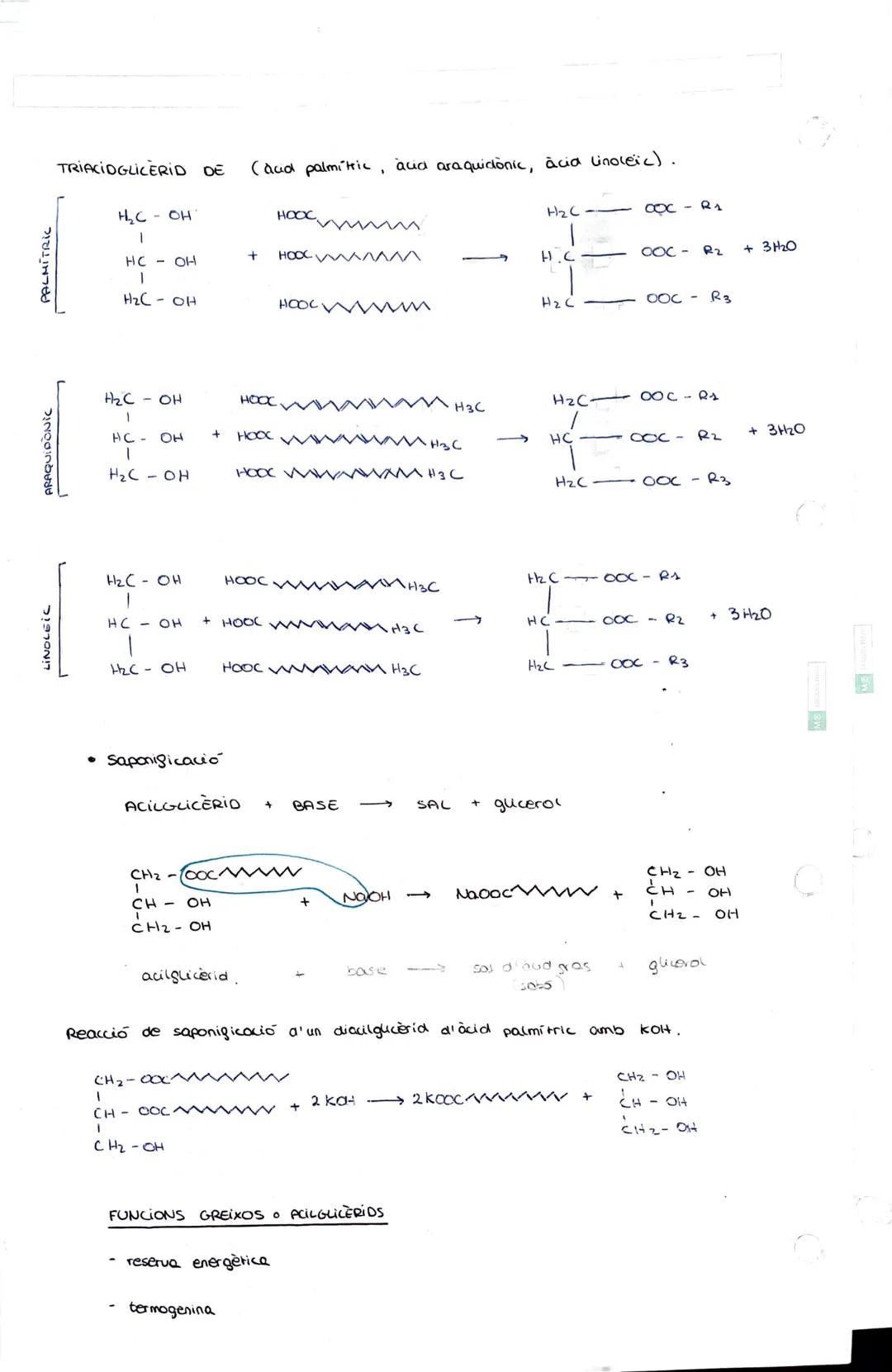 # 3 - ELS LÍPIOS

ELS LIPIOS

*   substàncies de composició química extremadament variable.

*   insolubles en aigua → solubles en dissolven
